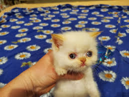 The following exotic cat breeds fulfill the desire for an exotic cat without the inherent danger. Exotic Shorthair Flame Point Color Kitten Female In Chicago Illinois Near Me Finds
