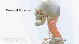 Subscribe to our free newsletters to receive latest health news and alerts to your email inbox. Neck Muscles And Other Soft Tissues