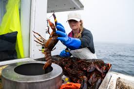 maine lobster fishing at risk as