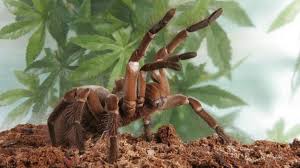 Bbc Earth The Worlds Largest Spider Is The Size Of A