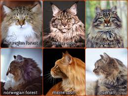 about the norwegian forest cats
