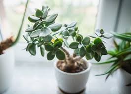 jade plant how to grow and care for