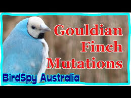 gouldian finch mutations do you know