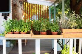 How To Grow Herbs In A Greenhouse