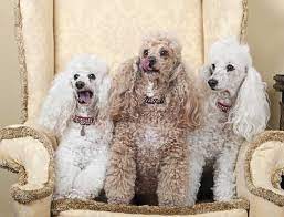 5 types of poodles all kinds of fluffy
