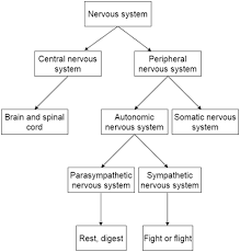 Nervous System Flowchart Flowchart In Word