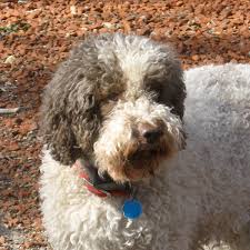 If you are interested, please fill out the puppy questionnaire and watch the animal planet video that showcases our dogs. Lagotto Romagnolo Puppies For Sale
