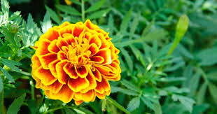 How To Use Marigolds For Pest Control