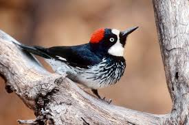 6 bird beak types and how birds use