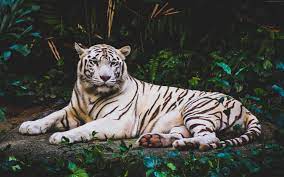 Wallpaper white tiger, 4k, Animals ...