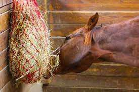 horse care tips grazing and hay