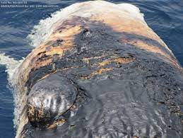 did bp oil kill this whale mother jones