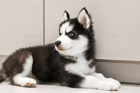 portrait of siberian husky puppy with