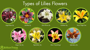35 types of lilies flowers how to