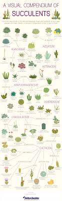 Indoor Gardening Succulents Identification Chart