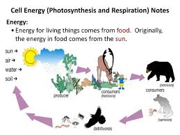 Ppt Cell Energy Photosynthesis And