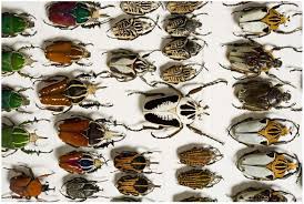 Common And Unusual Identifications Beetles The