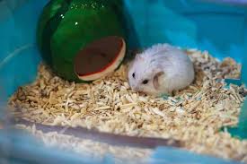 Both of these dwarf species therefore have a much shorter life span than other types of hamster. 5 Types Of Hamster Breeds Personality Traits Tips For Caring