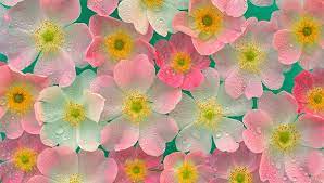 43 beautiful flower wallpapers