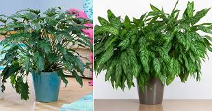12 Indoor Plants That Are Literally