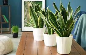 Feng Shui Houseplant Rules And