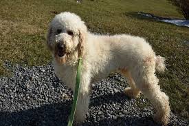 Find goldendoodle in dogs & puppies for rehoming | 🐶 find dogs and puppies locally for sale or adoption in ontario : Goldendoodle Puppies In Central Pa Keystone Classic Doodles