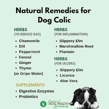 dog colic symptoms how to relieve gas