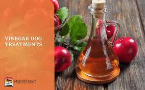 vinegar dog treatments nashville