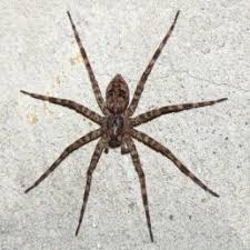 Spiders In Kentucky Species Pictures
