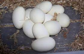 do all lizards lay eggs find the fact