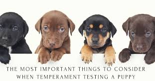 Temperament tests can measure a puppy's stability, shyness, aggressiveness, and friendliness. Puppy Temperament Testing Does It Really Benefit You Thedogtrainingsecret Com Thedogtrainingsecret Com