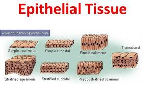 Epithelial Tissue Characteristics And Classification Scheme