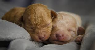 Orphaned Puppies How To Raise Them Petcoach