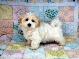 These havanese puppies are intelligent, gentle, and friendly. Havanese Puppies In Missouri