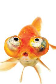goldfish facts and photos