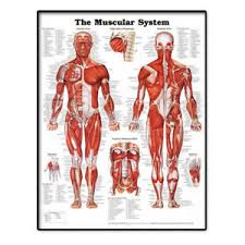 Details About Muscular System Wall Chart Lifelike Poster Learning Muscle Anatomy Chart