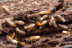 Termites In Your House How Do They Get