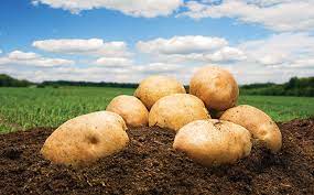 Polysulphate an ideal fertiliser for potatoes and other crops