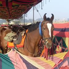 marwari horses gundisar india