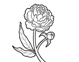 Babies animals are cute, but baby horses take the cake. Peony Coloring Page Coloringcrew Com