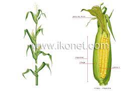 reino vegetal cereales maíz imagen