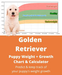 It's a good idea to weigh small dogs at 12 weeks, medium size dogs at 16 weeks, and large for further consultation and dietary recommendations. Golden Retriever Weight Growth Chart 2021 How Heavy Will My Golden Retriever Weigh The Goody Pet
