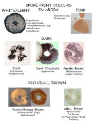 Mushroom Spore Print Color Chart Bedowntowndaytona Com