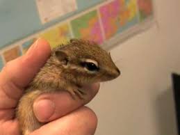 Baby Chipmunk Saved From Certain Death Youtube