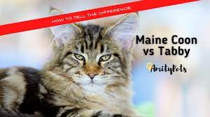 maine cat vs tabby cats how to