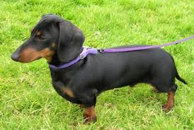 Miniature Dachshund Fun Facts And Crate Size Pet Crates