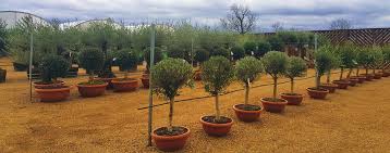 Tips For Caring For Your Olive Tree