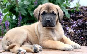 Contact the dog breeders below for american mastiff puppies for sale. English Mastiff Puppies For Sale Puppy Adoption Keystone Puppies