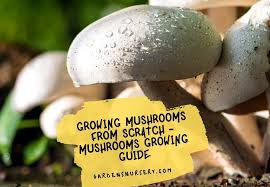 Mushrooms Growing Guide