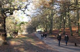 windsor great park a guide for visitors
